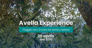 avella experience